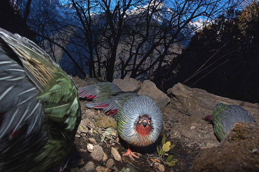 血雉，云南德欽梅里雪山，2010，董磊 發(fā)表于《中國攝影》2020年第8期.jpeg