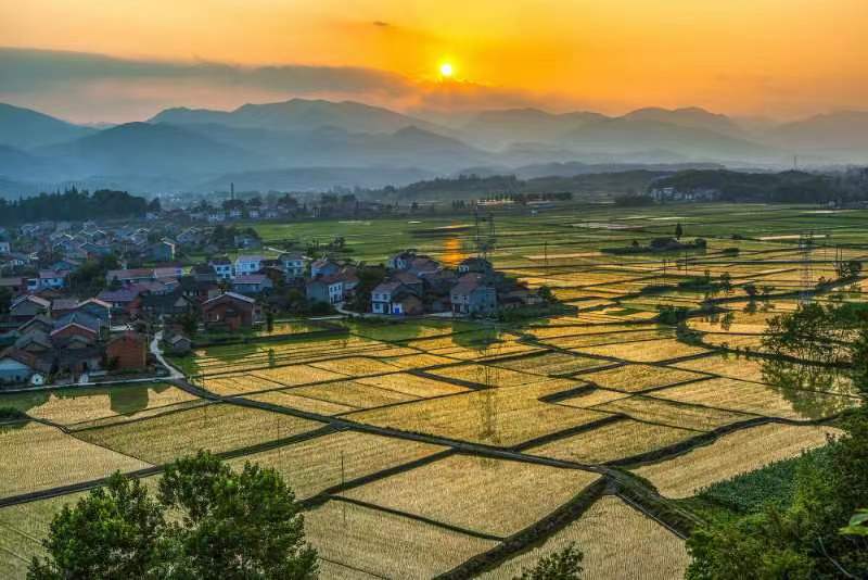 熊衛(wèi)東 夕陽映新苗.jpg