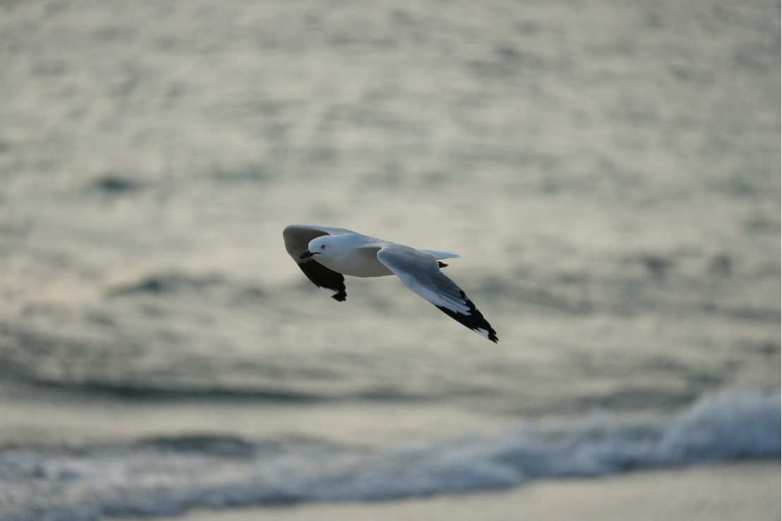 索尼發(fā)布新一代小三元FE 70-200mm F4 Macro G OSS II鏡頭1310.jpg