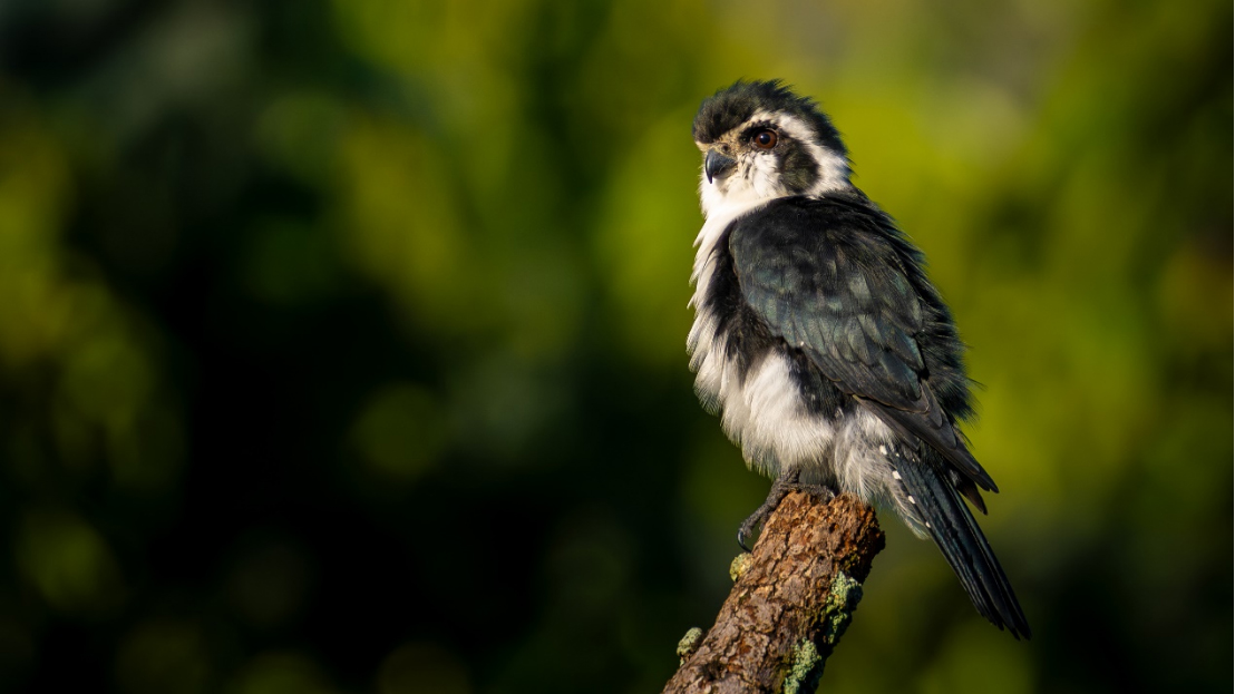 索尼最輕F2.8超遠(yuǎn)攝G大師鏡頭FE 300mm F2 拷貝.8 GM OSS發(fā)布965.jpg