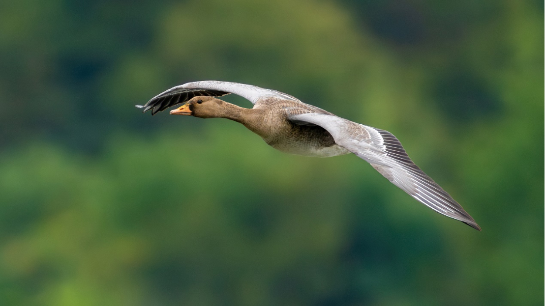 索尼最輕F2.8超遠(yuǎn)攝G大師鏡頭FE 300mm F2 拷貝.8 GM OSS發(fā)布1227.jpg