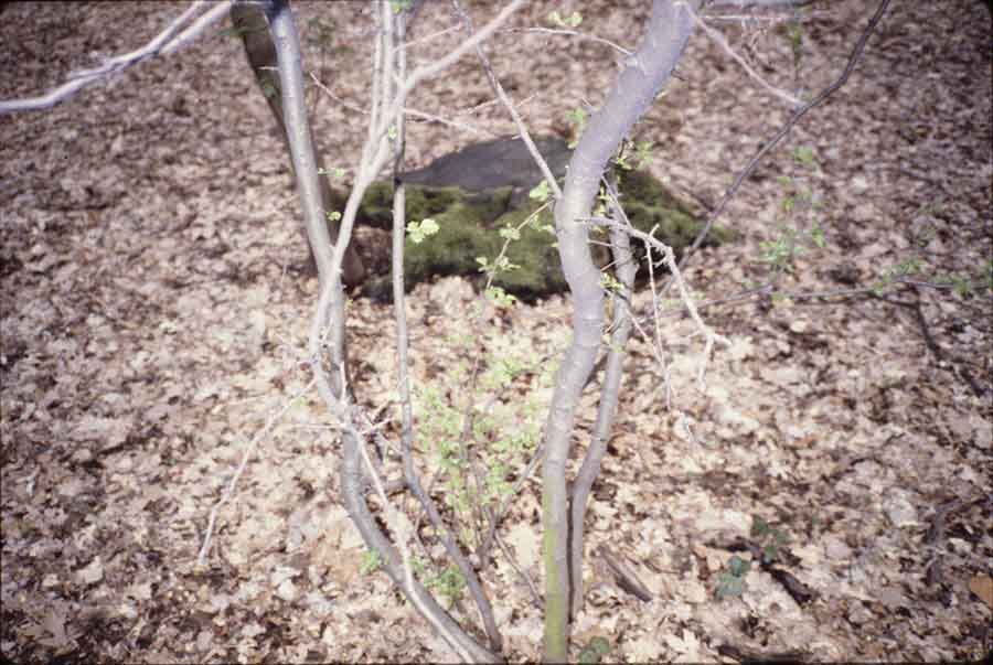 09.枯葉與苔石（巴黎）paris-1979.jpg