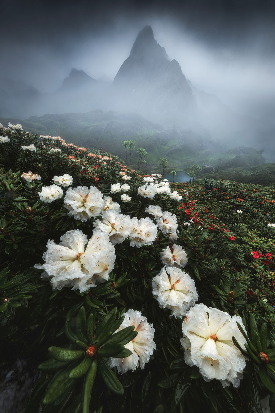 南極洛高山杜鵑林.jpg